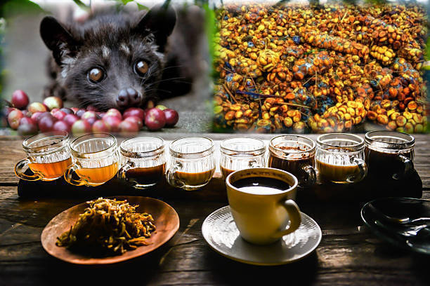 Sajian kopi luwak. Inset: Luwak sedang makan buah kopi. (Foto: Istimewa)