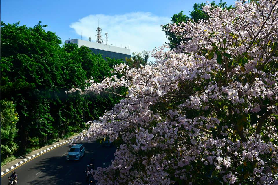 Keindahan bunga Tabebuya, mempercantik wajah kota Surabaya. (Foto: ngopibareng.id)