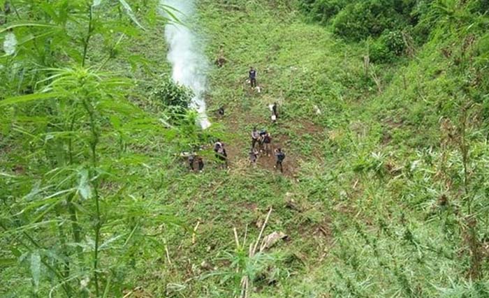 Tujuh hektar lahan dengan 360 ribu pohon ganja di Mandailing Natal, Sumut. (Foto:Merdeka)