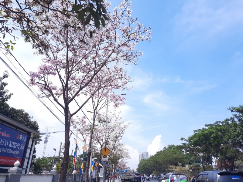 Bunga Tabebuya yang mekar di pinggir jalan Protokol di Kota Surabaya. (foto: Alief/ngopibareng.id)