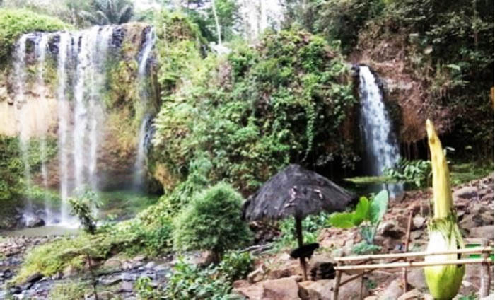 Bunga Bangkai di dalam kawasan Wana Wisata Air Terjun Tirai, Desa Datar Lebuay, Kecamatan Air Naningan, Kabupaten Tanggamus, Lampung sebelum  mekar. (Foto:Antara)