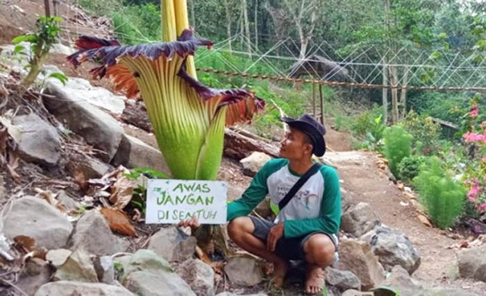 Abdul Kodir di samping Bunga Bangkai di dalam kawasan Wana Wisata Air Terjun Tirai, Desa Datar Lebuay, Kecamatan Air Naningan, Kabupaten Tanggamus, Lampung yang telah mekar. (Foto:Antara)