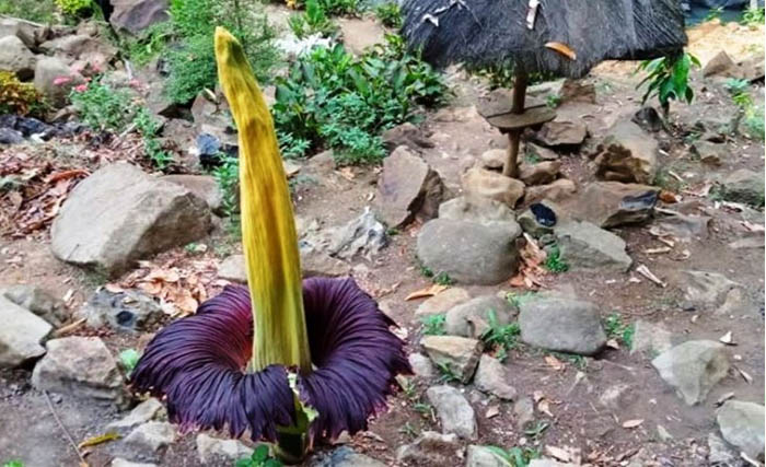 Bunga Bangkai di dalam kawasan Wana Wisata Air Terjun Tirai, Desa Datar Lebuay, Kecamatan Air Naningan, Kabupaten Tanggamus, Lampung setelah  mekar. (Foto:Antara)