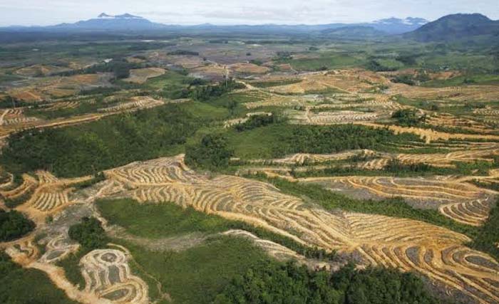 Kondisi habisnya hutan di Kapuas Hulu, Kalimantan Barat. (Foto:Republika)