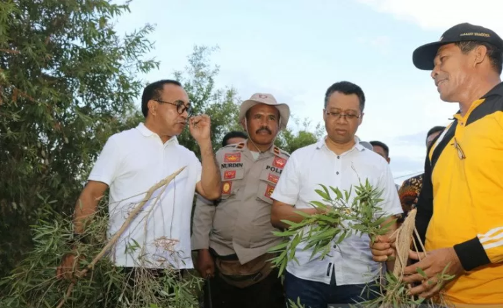 Gubernur Nusa Tenggara Barat (NTB), Zulkieflimansyah (kedua kanan) saat panen perdana bahan baku daun pembuat minyak kayu putih dan meninjau lokasi pabrik yang berada di kaki Gunung Tambora yang dikelola PT. Sanggaragro Karya Persada. (ANTARA/Humas Pemprov NTB).