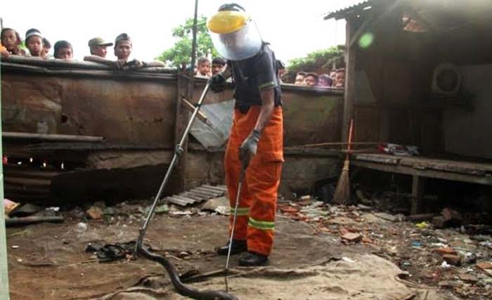 Petugas Damkar DKI sedang menyingkirkan seekor ular kobra di permukiman warga di Jakarta Utara. (Foto:Antara)