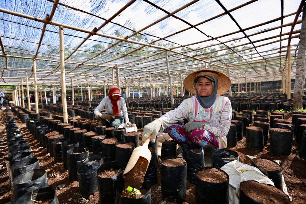 Kebun pembibitan kopi di Perkebunan Malangsari (foto : Istimewa)