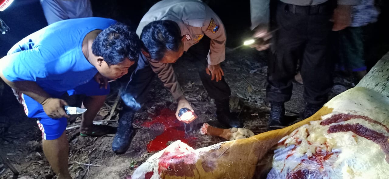 Petugas bersama warga melihat tubuh sapi yang keempat kakinya sudah tidak ada (foto : Istimewa)