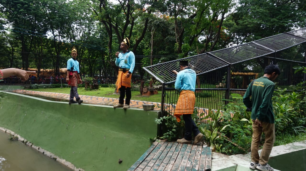 Atraksi Keeper Talk Harimau Sumatera. (Foto: Haris/ngopibareng.id)