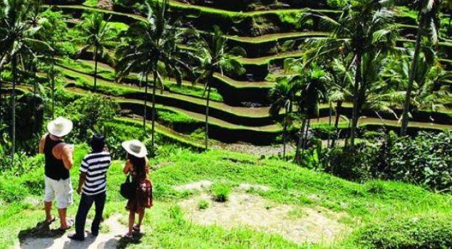Alam sawah di Desa Wisata Tamansari Banyuwangi.