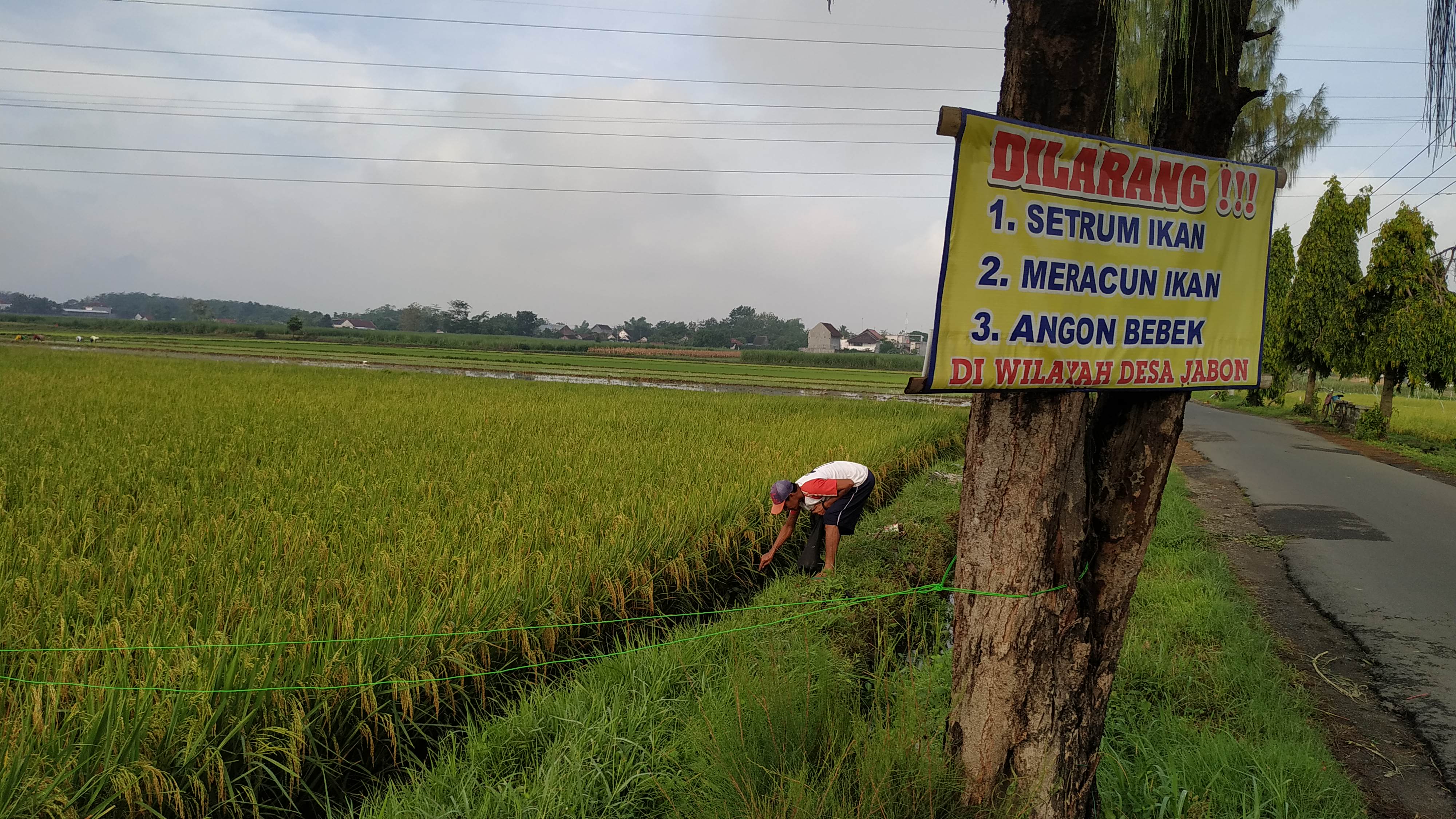 Sejumlah warga berburu hama keong sawah untuk dikonsumsi di musim penghujan. (Foto: Fendi/ngopibareng.id)