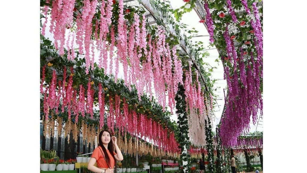 Salah satu pengunjung berfoto di tanaman bunga merambat di Florawisata San Terra de Lafonte, Malang (Foto: Istimewa)