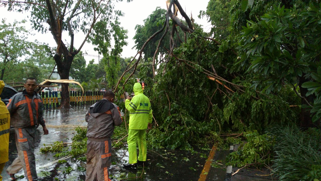 Pohon tumbang di Jalan A. Yani Surabaya. (Foto: Fariz/ngopibareng.id)