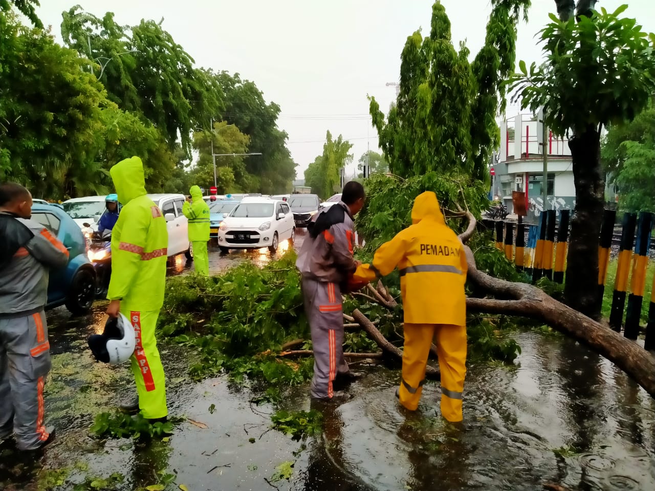 Pohon tumbang di Jalan Raya A Yani Surabaya, saat hujan lebat disertai angin kencang melanda Surabaya, Minggu-Senin, 5-6 Januari 2020. (Foto: Fariz/ngopibareng.id)