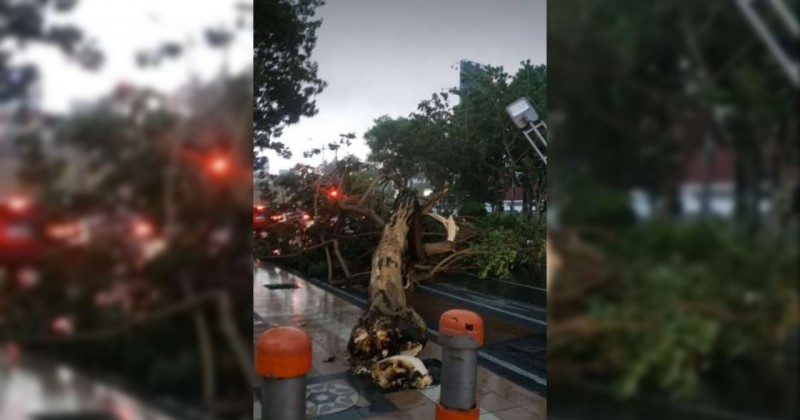 pohon tumbang di Kota Surabaya. (foto: istimewa)