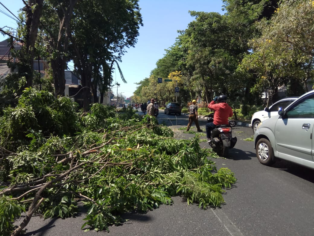 Foto dokumentasi petugas Dinas Kebersihan dan Ruang Terbuka Hijau Pemerintah Kota Surabaya memangkas pohon angsana di Jalan Diponegoro Surabaya, beberapa waktu lalu. (Foto: Amir/ngopibareng.id)