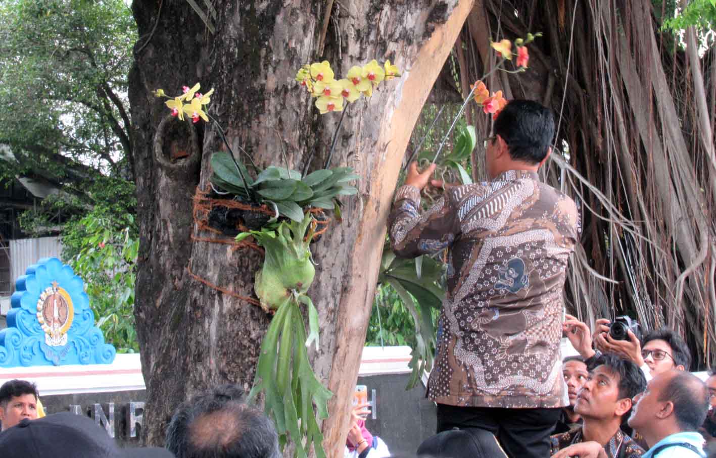 Wakil Walikota Yogya Heroe Purwadi menanam anggrek di salah satu pohon depan Kantor DPRD DIY Jalan Malioboro, Selasa Wage (14/1). (Foto-foto: Erwan Widyarto)