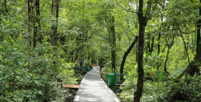 Hutan mangrove yang menjadi wisata baru di Nguling Pasuruan. (Foto: Dok Humas)