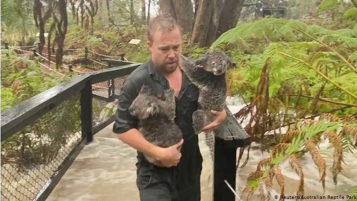 Petugas taman nasional di Australia membawa Koala saat hujan deras. (Foto:dw.com)