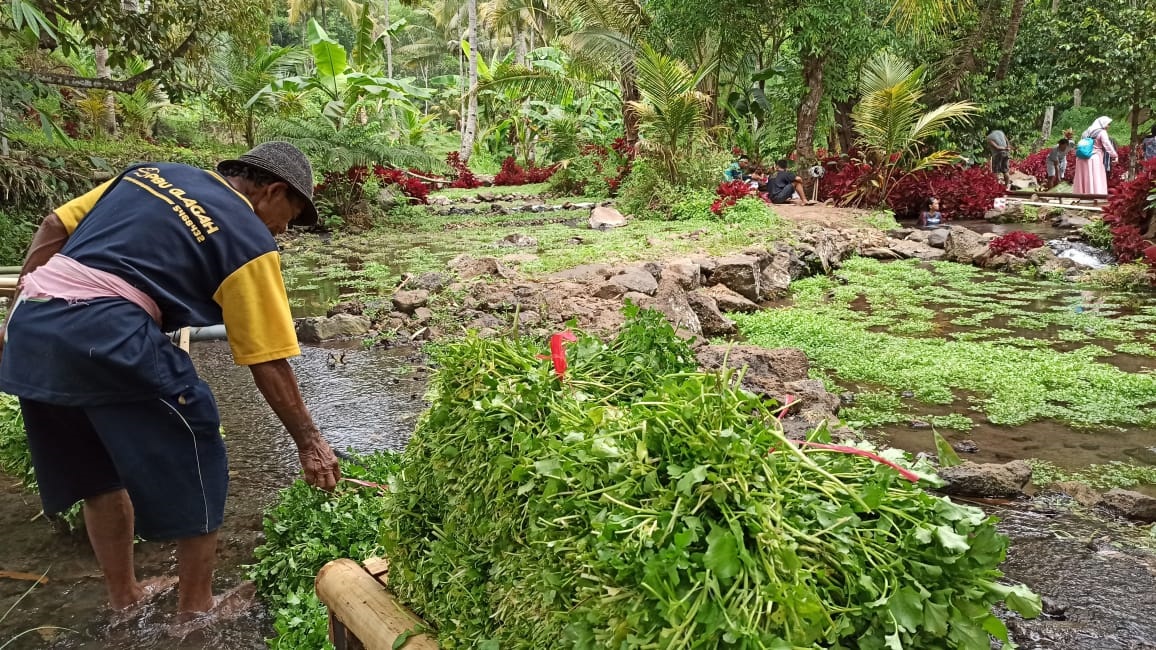 Selada air hasil bumi warga Kampung Tradisi dan Adat (Sidat) Jopuro yang juga dijual untuk pengunjung. (Foto: Hujaini/ngopibareng.id)