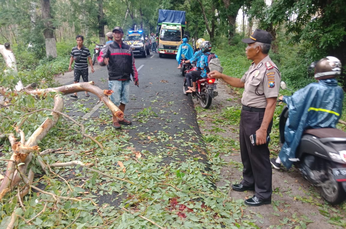 Petugas Kepolisian bersama warga memotong pohon putihan yang tumbang dan menewaskan seorang guru. (Foto: Istimewa)