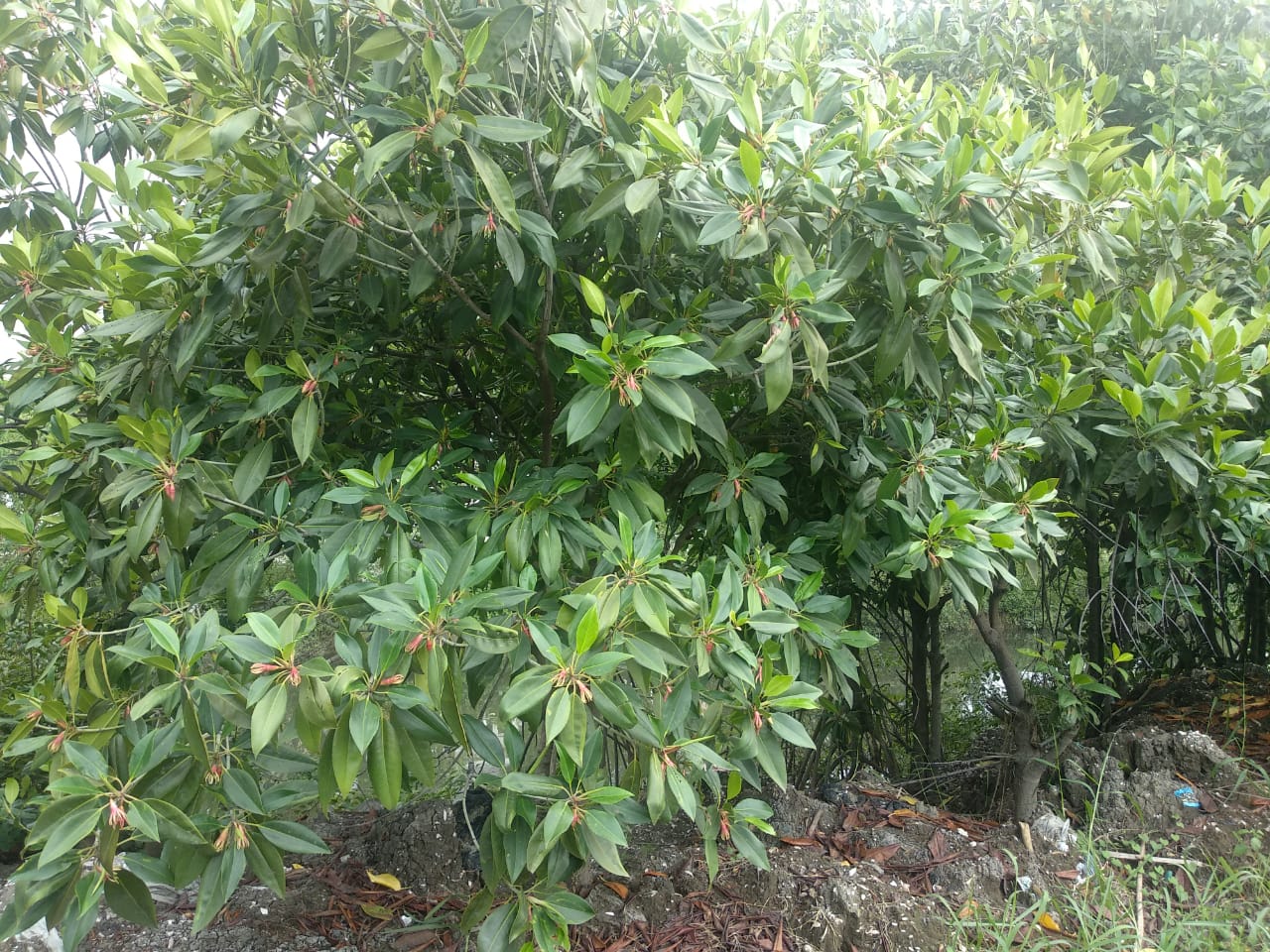 Bruguiera gymnorrhiza, salah satu pohon yang mendominasi lahan dekat tambak mangrove. (Foto: Rizqi/ngopibareng.id)