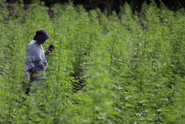 Temuan ladang ganja di Aceh. (Foto: Antara)