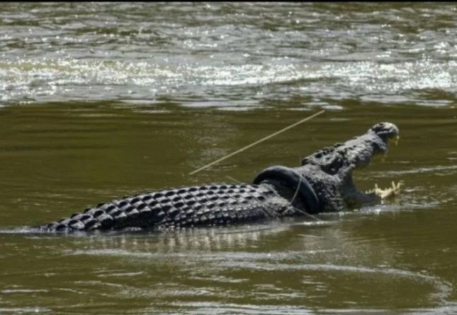 Buaya ban di Sungai Palu. (Foto:antaranews)