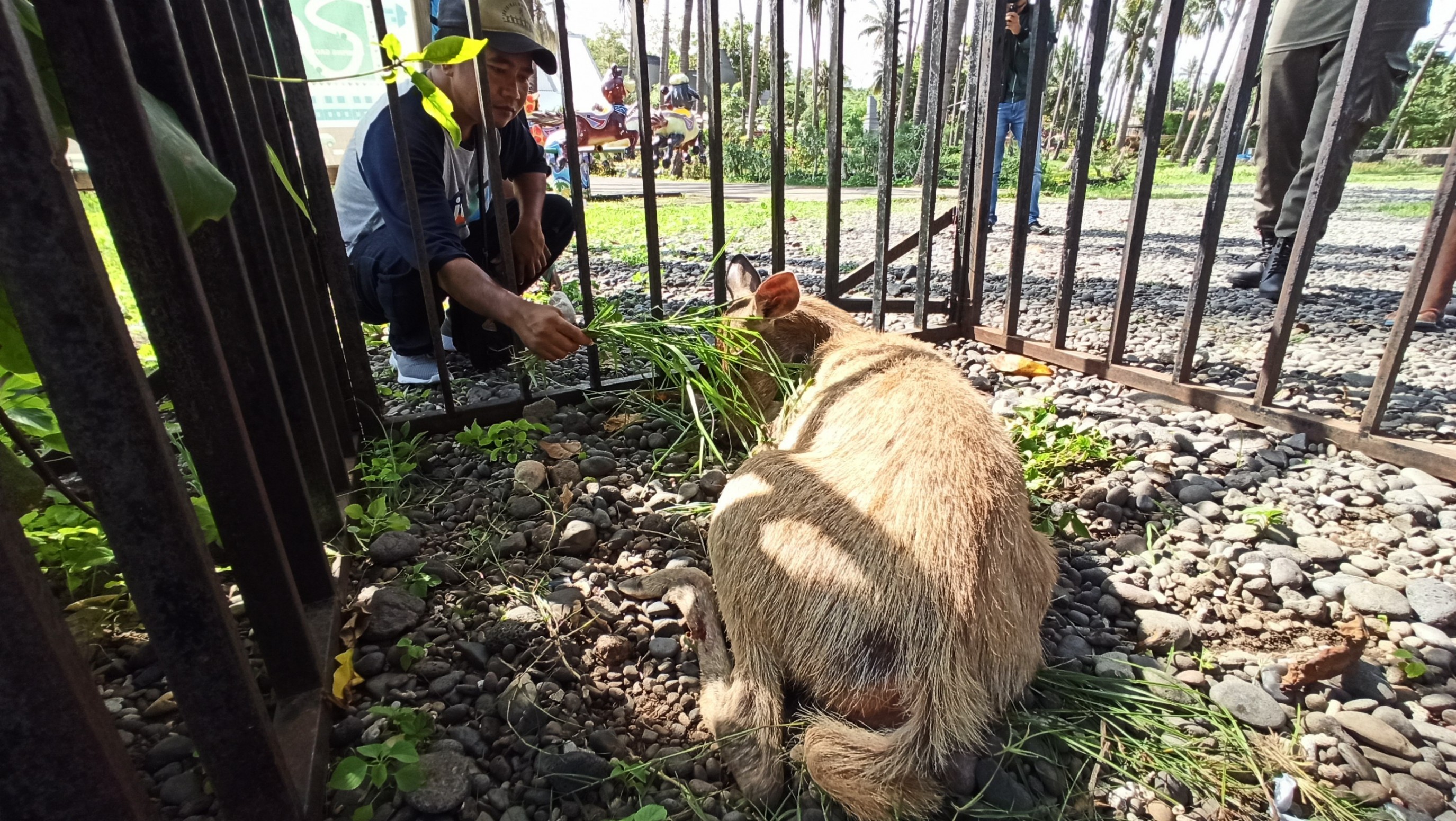 Rusa betina dari Taman Nasional Banyuwangi Barat yang terdapat di  area pantai GWD (Foto: Hujaini/ngopibareng.id)