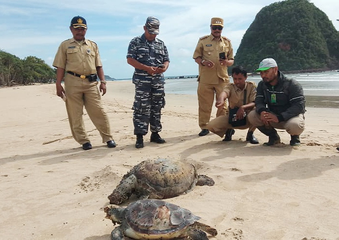 Dua ekor bangkai penyu yang ditemukan terdampar di Pantai Pulau Merah (foto : istimewa)