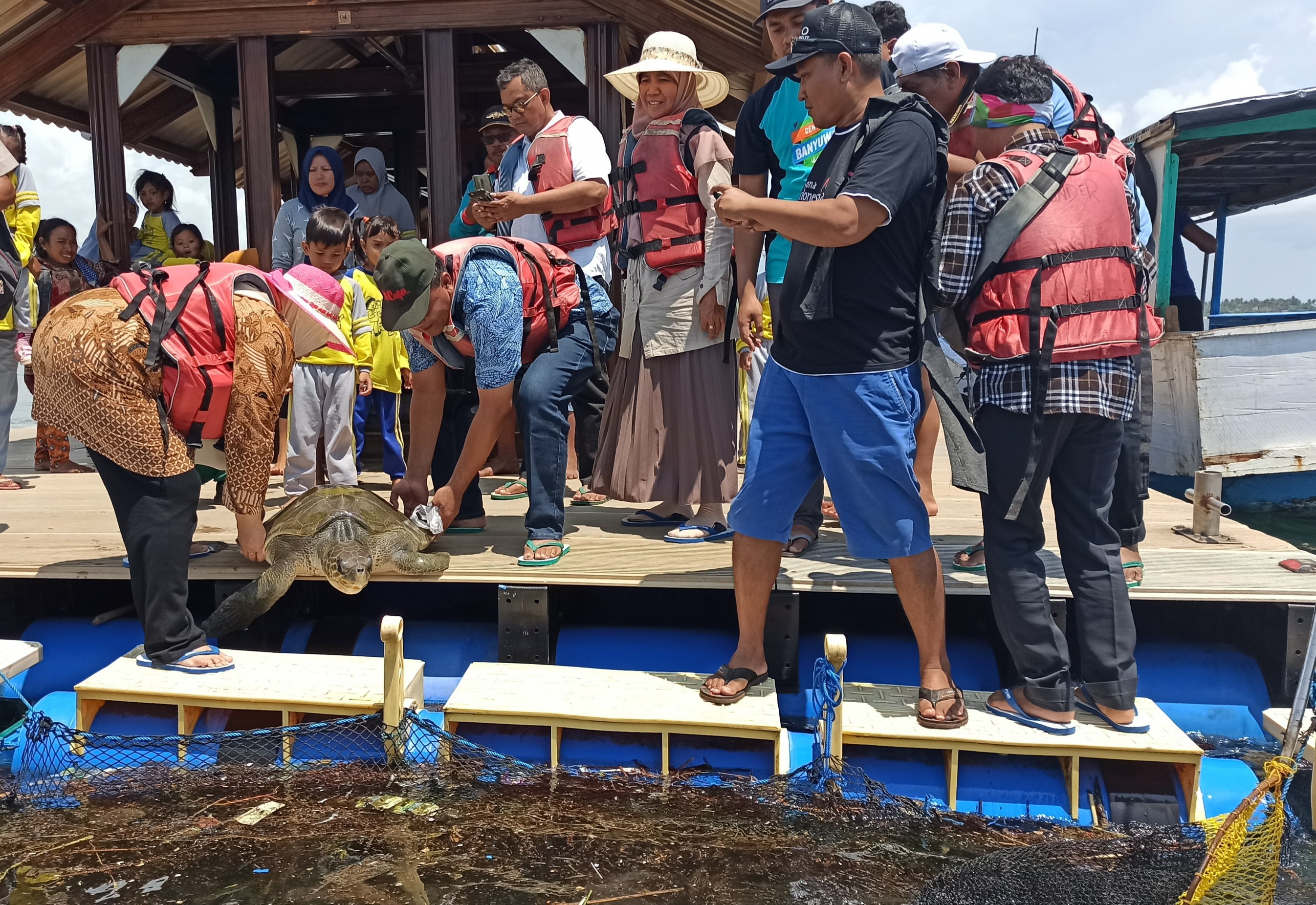 Penyu yang sempat terjebak di karung plastik dilepaskan ke karantina ikan Rumah Apung Bunder, Banyuwangi (foto : Hujaini/ngopibareng.id)