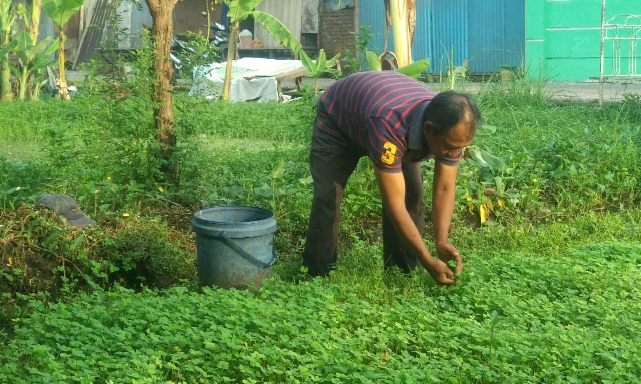 Laji, memanen semanggi di belakang rumahnya (Foto: Rizqi Mutqiyyah/Ngopibareng.id)