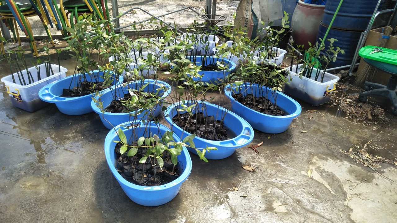 Tanaman mangrove yang digunakan sebagai objek penelitian. (Foto:istimewa)