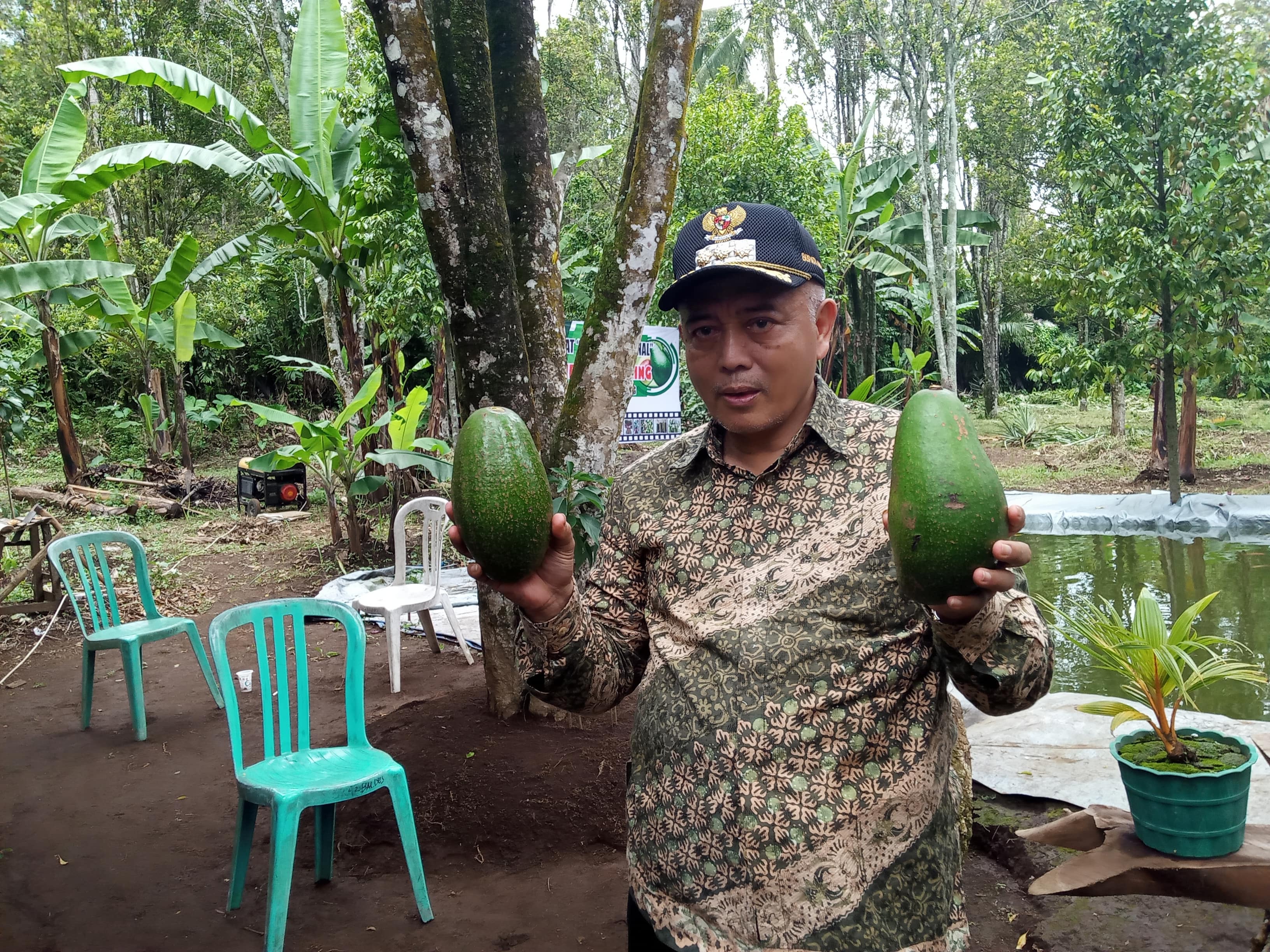 Bupati Malang Sanusi saat panen alpukat di Kecamatan Lawang, Kabupaten Malang (Foto: Lalu Theo/ngopibareng.id)