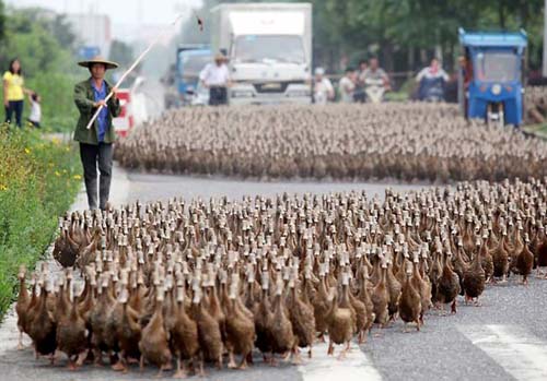 Pasukan bebek. (Foto: Istimewa)