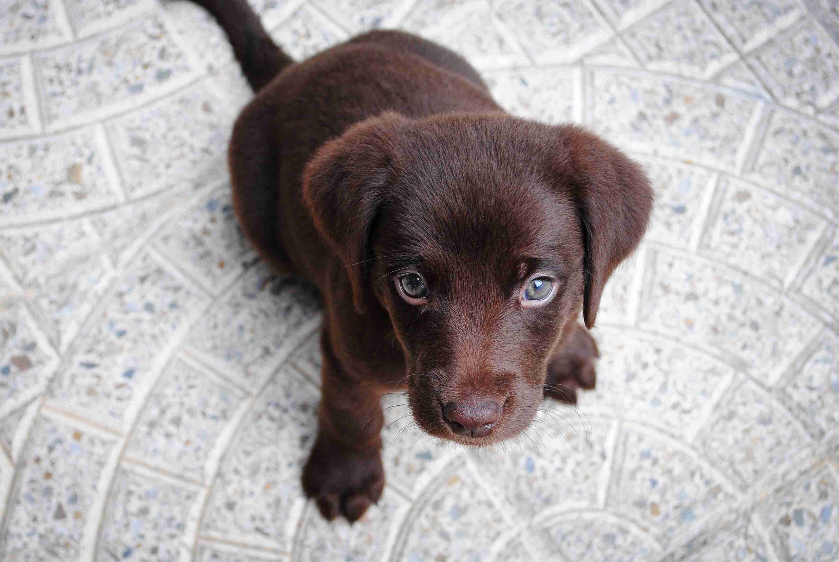 Anjing di Hong Kong dikarantina dan diperiksa virus corona. (Foto:unsplash.com)