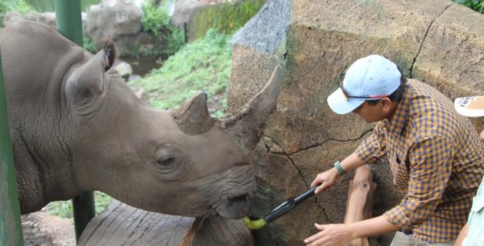 Bupati Irsyad Yusuf memberi makan badak di Baobab Safari Resort.(Foto: Dok Humas)