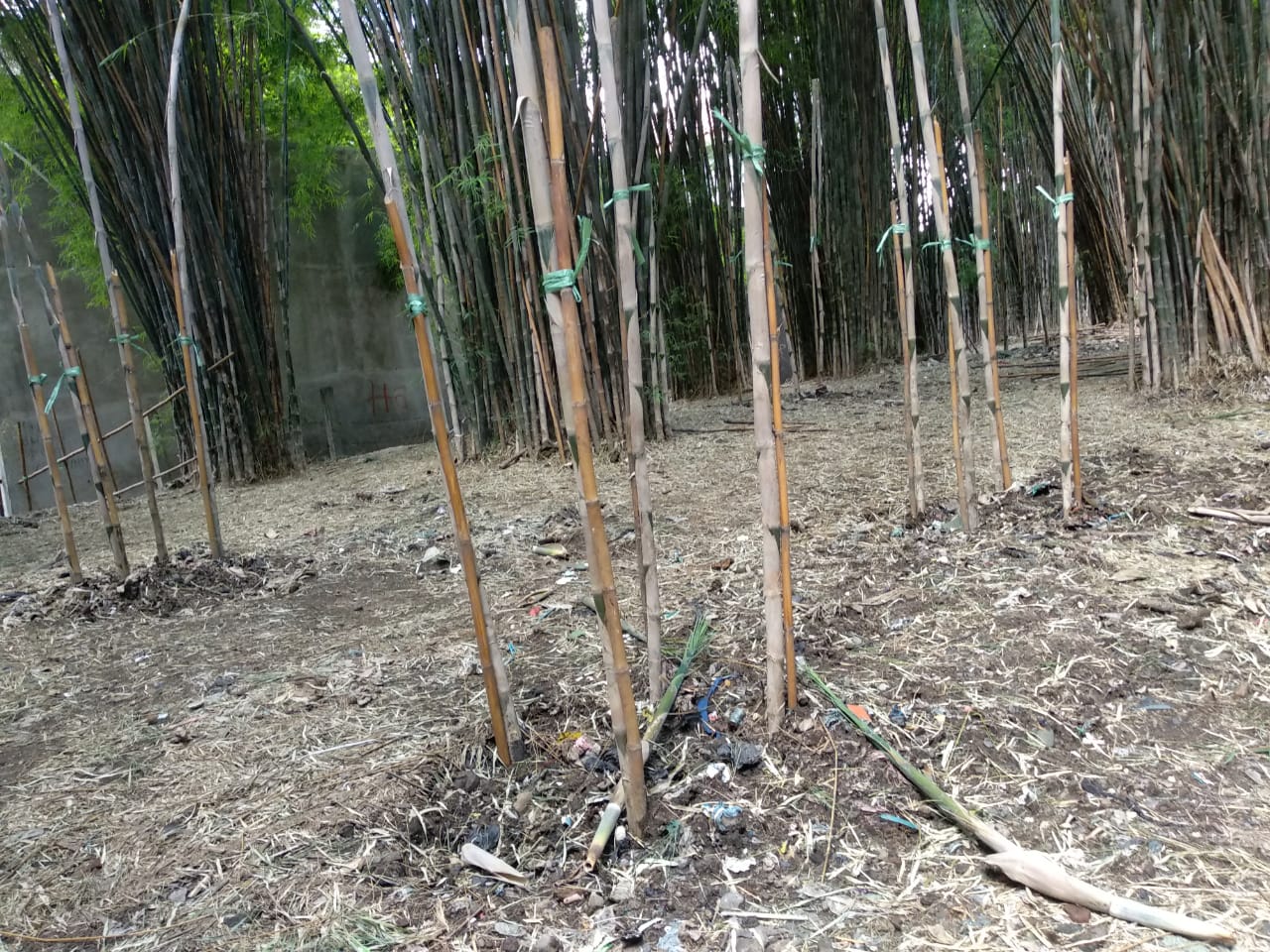 Titik baru hasil penyulaman batang bambu di hutan bambu Keputih (Foto: Rizqi Mutqiyyah/Ngopibareng.id)