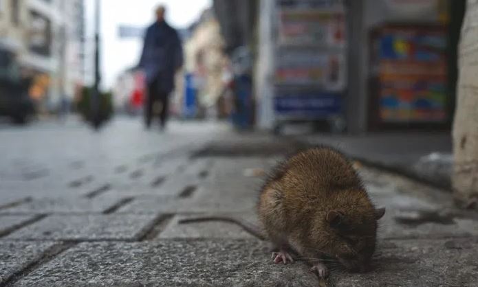 Kotoran, urine, dan air liur hewan tikus disebut sebagai penyebab hantavirus. (Foto: Google)