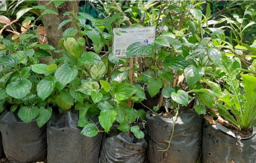 Tanaman sirih yang ditanam di Kampung Herbal. (Foto: Pita Sari/Ngopibareng.id)