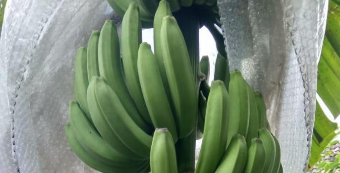 Pisang Cavendish, budidaya yang dikembangkan petani Desa Lajuk. (Foto: Dok Humas)