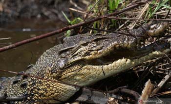 Seekor buaya muara di Ujung Labung, Nagari Tiku Lima Jorong, Kecamatan Tanjung Mutiara, Kabupaten Agam, Sumatera Barat, beberapa waku lalu. (Foto:Antara)