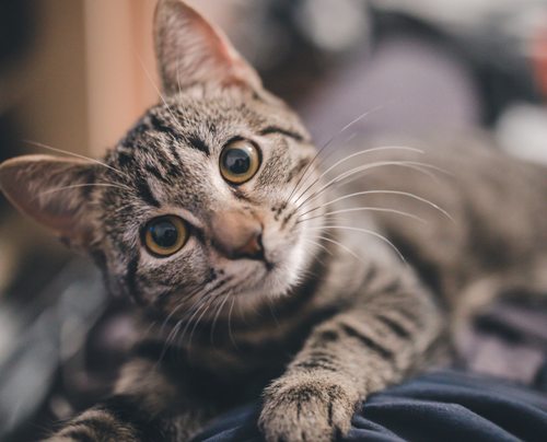 Cara merawat kucing dan anjing saat pandemi covid-19. (Ilustrasi/unsplash.com)