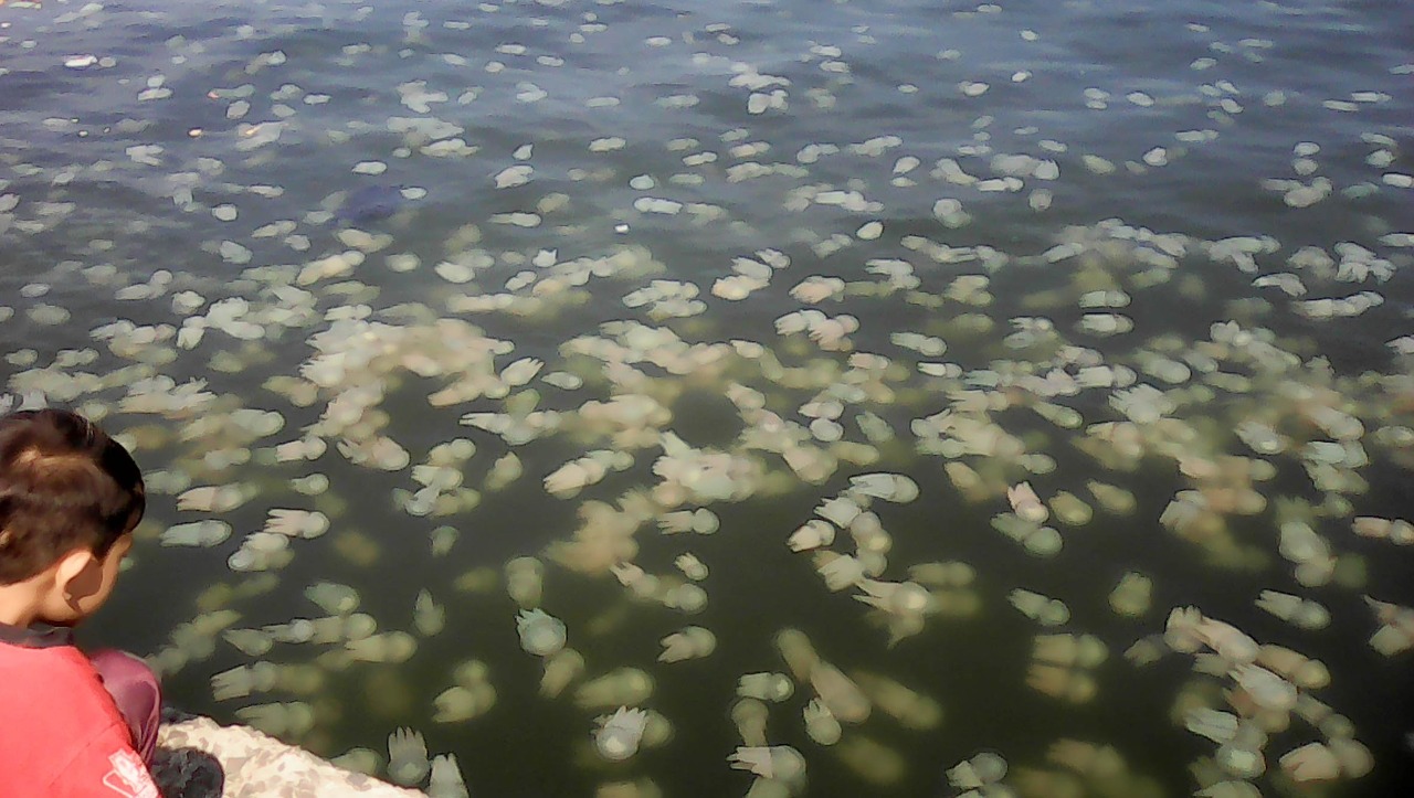 Seorang bocah sedang menyaksikan ubur-ubur di kolam dermaga Pelabuhan Tanjung Tembaga, Kota Probolinggo. (Foto: Ikhsan Mahmudi/Ngopibareng.id)