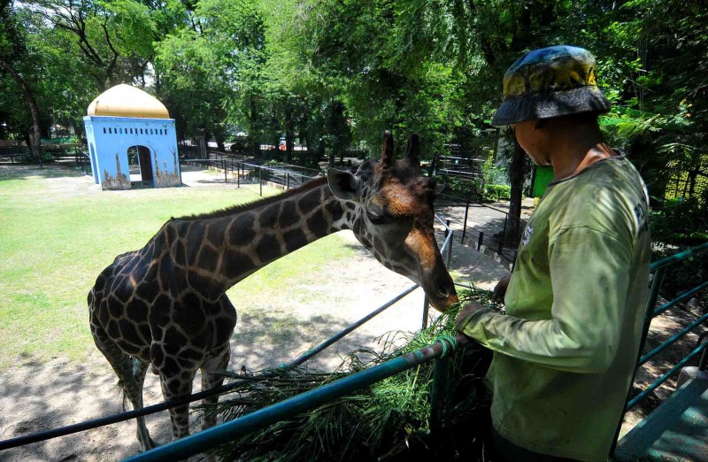 Petugas memberi makan jerapah di Kebun Binatang Surabaya. (Foto: Erfan Hazransyah/Ngopibareng.id)