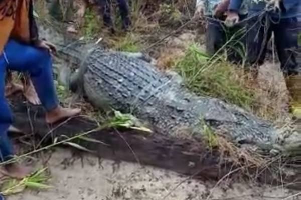 Warga menangkap seekor buaya sepanjang 4 meter setelah memangsa seorang nelayan di Siak, Riau. (Foto: tangkapan video youtube)