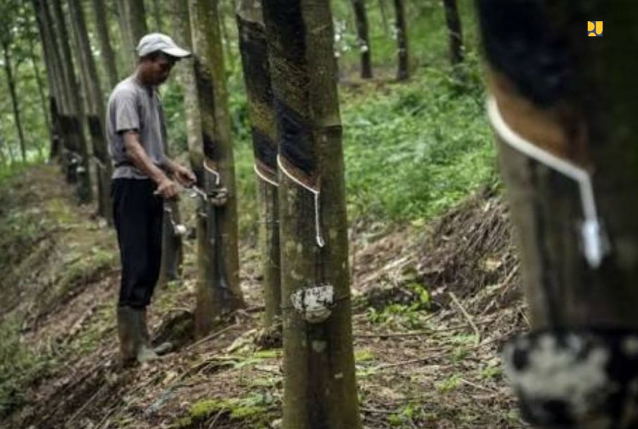 Getah karet dari pohon milik petani yang dibeli langsung oleh Kementerian PUPR. (Foto:istimewa)