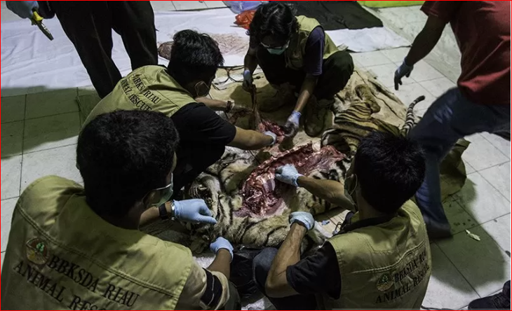 ejumlah petugas dan dokter hewan melakukan nekropsi terhadap bangkai harimau sumatera di Kantor BBKSDA Riau, Pekanbaru, Senin (18/5/2020) malam. Harimau sumatera (panthera tigris sumatrae) liar berkelamin jantan ditemukan mati akibat jerat pemburu di kawasan konsesi hutan tanaman industri perusahaan di Minas Kabupaten, Siak, Riau. (Foto: Antara/FB Anggoro)