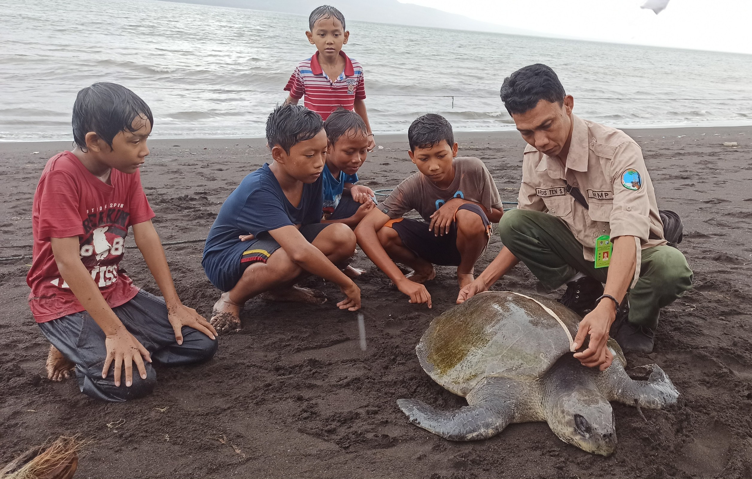 Petugas BKSDA mengukur tubuh penyu lekang yang ditemukan mati di pantai Pulau Santen, Banyuwangi (foto: Hujaini/ngopibareng.id)