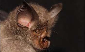 Kelelawar jenis rhinolophidae atau tapal kuda. (Foto:Wiki)